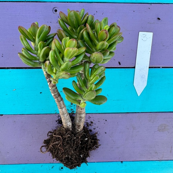 Crassula Ovata Gollum “8” Jade - Picture 2 of 2